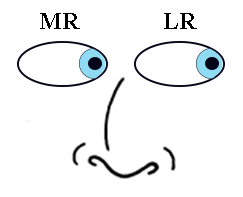 Extraocular Muscle Movements - Looking Left