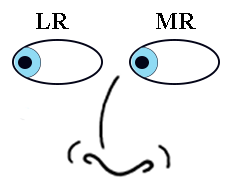 Extraocular Muscle Movements - Looking Right