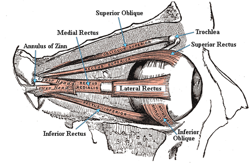 Extraocular Muscles