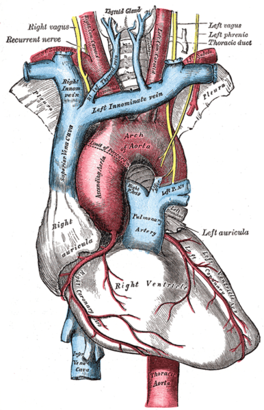 Cardiovascular System