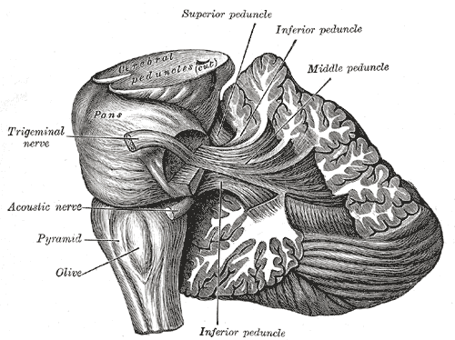 brainstem