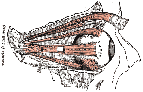 Extraocular Muscles