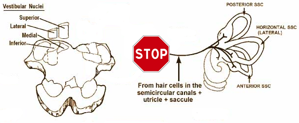 Primary and Secondary Vestibular Neurons