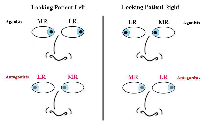 Extraocular Agonist and Antagonist Muscles