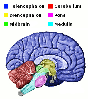 Brainstem