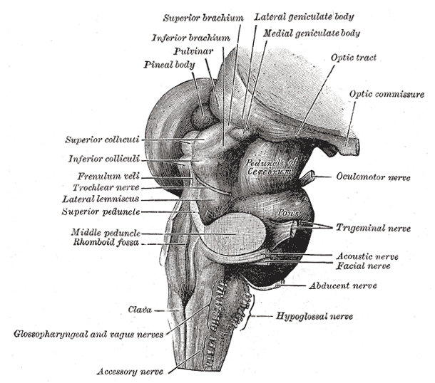 Brain Stem