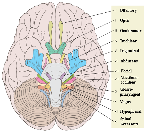 Cranial Nerves