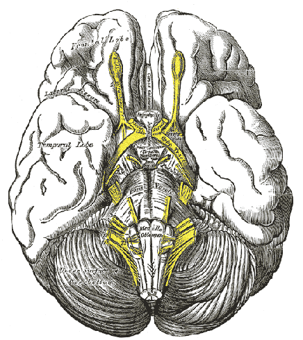 Cranial Nerves